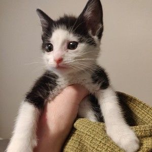 Meet your Posher, Angela